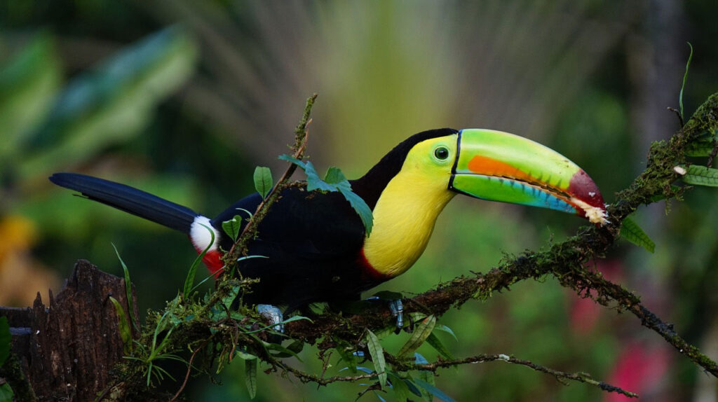 Ein Tukan in Costa Rica auf einem Ast im Urwald