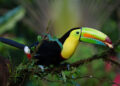 Ein Tukan in Costa Rica auf einem Ast im Urwald
