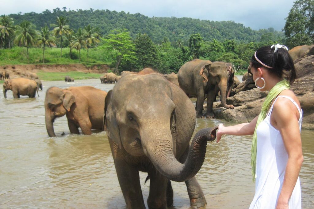 Sri Lanka Rundreise Elefanten Waisenhaus Pinnawala